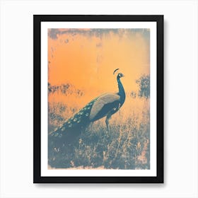 Orange & Blue Peacock In The Grass 3 Art Print