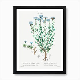 Globe Daisies, Pierre Joseph Redoute Art Print