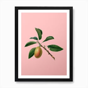 Vintage Armenian Plum Botanical on Soft Pink n.0451 Art Print