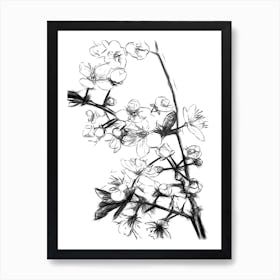 Black and White Cherry Blossoms Art Print
