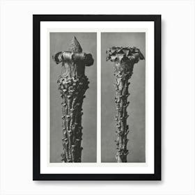 Silver Fir Or Red Variety, Karl Blossfeldt Art Print