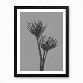 B&W Protea 6 Art Print