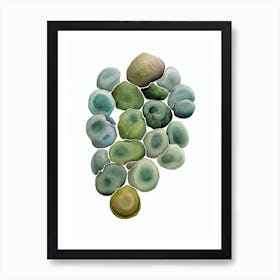 Living Stones (Lithops Species) Watercolor Art Print