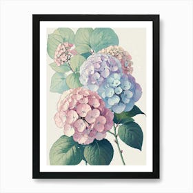 Hydrangeas 1 Art Print