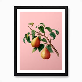 Vintage Wild European Pear Botanical on Soft Pink n.0654 Art Print