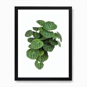 Nerve Plant (Fittonia Verschaffeltii) Watercolor Art Print