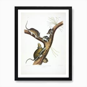 The Viviparous Quadrupeds Of North America, John James Audubon Art Print