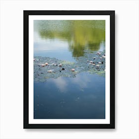 Water lilies and reflection in a pond 2 Art Print