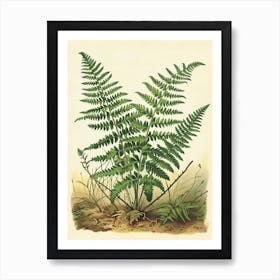 Vintage Illustration Hares Foot Fern 1 Art Print