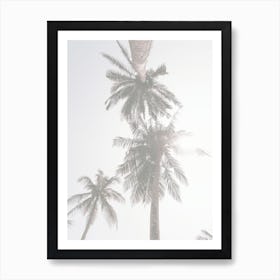 Light Washed Palms Art Print