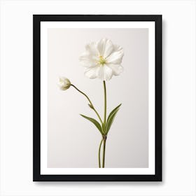 Pressed Wildflower Botanical Art White Campion 1 Art Print