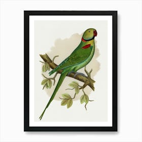 Parrot 22 Art Print