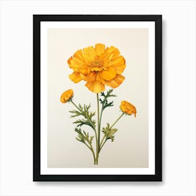 Pressed Flower Botanical Art Marigold 1 Art Print