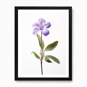 Pressed Flower Botanical Art Periwinkle 2 Art Print