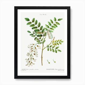 Black Locust, Pierre Joseph Redoute Art Print