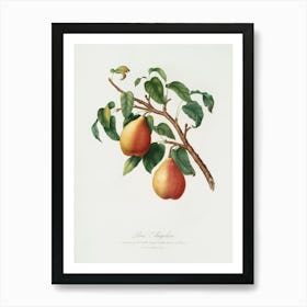 Wild European Pear (Pyrus Pyraster) From Pomona Italiana (1817 1839), Giorgio Gallesio Art Print