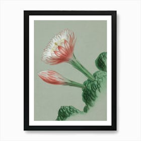 Tulip 5 Art Print