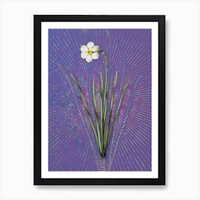 Vintage Narcissus Poeticus Botanical Illustration on Veri Peri n.0289 Art Print