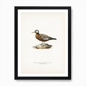 Palaropus Fulicarius Jourdaini, The Von Wright Brothers Art Print