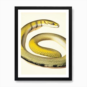 Yellow Bellied Snake Vintage Art Print