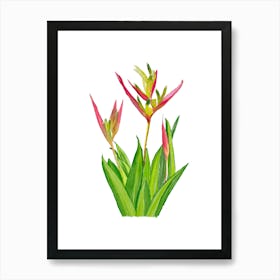 Vibrant pink and green Heliconia Tropical Flowers and leaves in Watercolor faded 1 Art Print