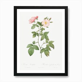 Rosa Glauca, Pierre Joseph Redoute Art Print