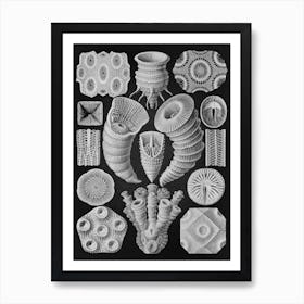 Vintage Haeckel 13 Tafel 29 Vierstrahlige Sternkorallen Art Print