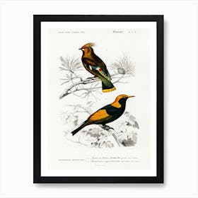 Different Types Of Birds, Charles Dessalines D'Orbigny 22 Art Print