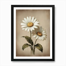 Marguerite Daisy floral Art Print