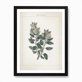 Vintage Curtis 1 Bearberry Art Print