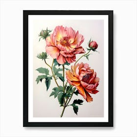 Peonies 13 Art Print