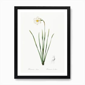 Narcissus, Pierre Joseph Redoute Art Print