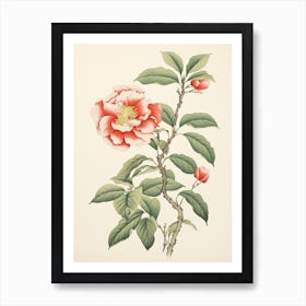 Benifuuki Japanese Tea Camellia 1 Vintage Japanese Botanical Art Print