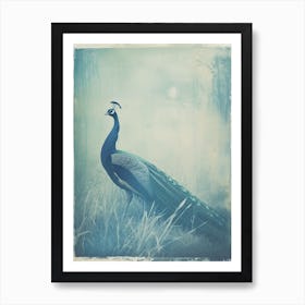 Turquoise Cyanotype Inspired Peacock In The Grass 1 Art Print