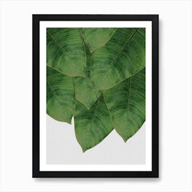 Banana Leaf I Art Print