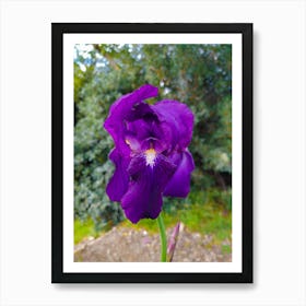 Purple Iris 20200126 50ppub Affiche