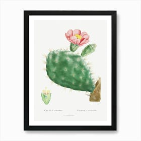 Cactus Cochenillifer, Pierre Joseph Redoute Poster