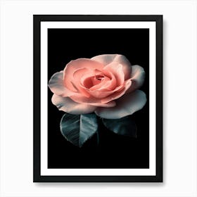 Pink Rose 69 Art Print