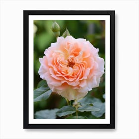 English Roses Painting Rose In A Keyhole 3 Art Print