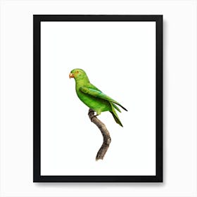 Vintage Red Cheeked Parrot Bird Illustration on Pure White n.0013 Art Print