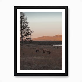 Meadow Elk Sunset Art Print