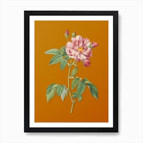 Vintage French Rosebush with Variegated Flowers Botanical on Sunset Orange n.0787 Art Print