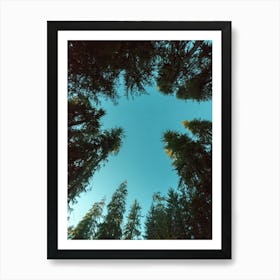 Things Are Looking Up - Redwood National Park Art Print