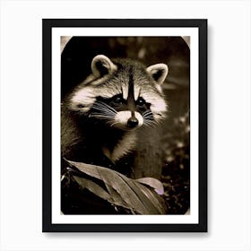 Honduran Raccoon Vintage Photography Art Print