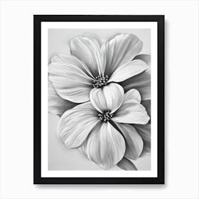 Apple Blossom B&W Pencil 1 Flower Art Print