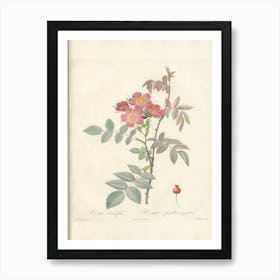 Rose Illustration, Pierre Joseph Redoute (94) Art Print