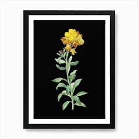 Vintage Yellow Wallflower Bloom Botanical Illustration on Solid Black n.0286 Art Print