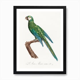 The Blue Winged Macaw From Natural History Of Parrots, Francois Levaillant 2 Art Print