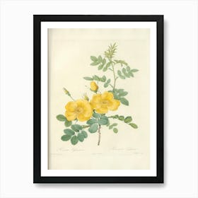 Rose Illustration, Pierre Joseph Redoute (8) Art Print