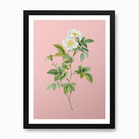 Vintage White Anjou Roses Botanical on Soft Pink n.0392 Art Print